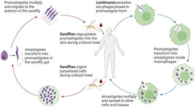 The role of CD4+ T cells in visceral leishmaniasis; new and emerging roles for NKG7 and TGFβ